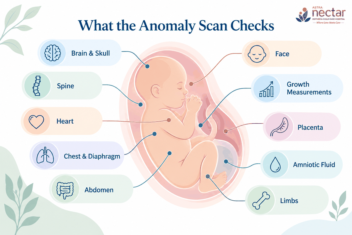 Diagram listing the ten organ systems checked during an anomaly scan: brain and skull, spine, face, heart, chest and diaphragm, abdomen, limbs, placenta, amniotic fluid, and growth measurements.